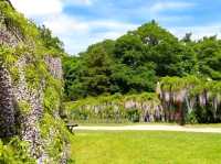 Sunshine, Secrets, and Blooms at Calke Abbey – A National Trust Gem
