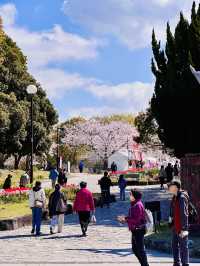 Mirror of Blossoms: A Stroll Around Ohori Park’s Sakura Ring