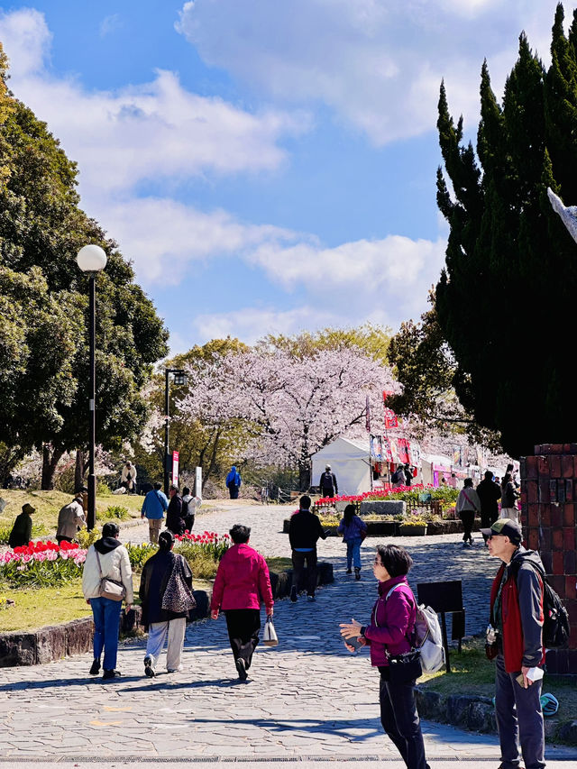 Mirror of Blossoms: A Stroll Around Ohori Park’s Sakura Ring