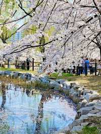 Title: Yongsan Family Park – A Tranquil Retreat in the Heart of Seoul