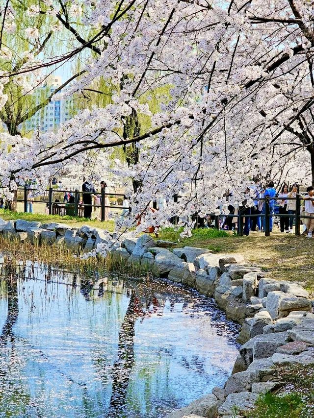 Title: Yongsan Family Park – A Tranquil Retreat in the Heart of Seoul