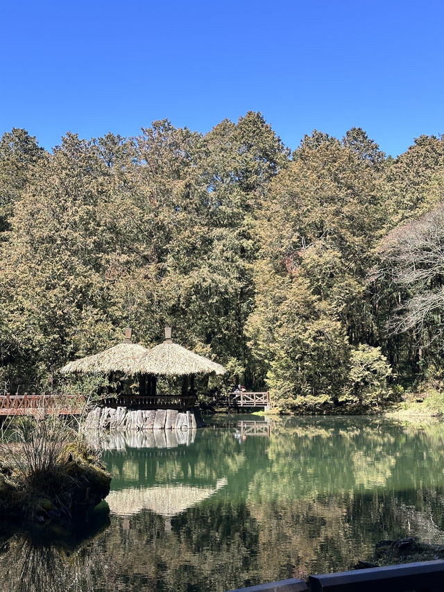 alishan national park