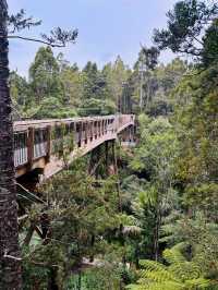 Kauri Glen Reserve｜奧克蘭北岸的原生森林秘境