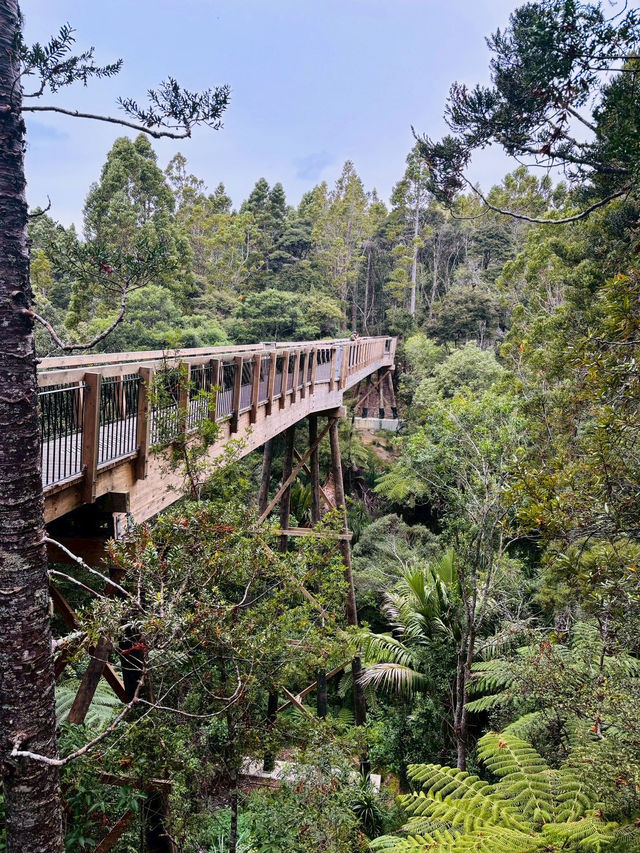 Kauri Glen Reserve｜奧克蘭北岸的原生森林秘境