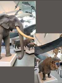 英國自然史博物館🏛人氣恐龍化石，大開眼界（Natural History Museum）