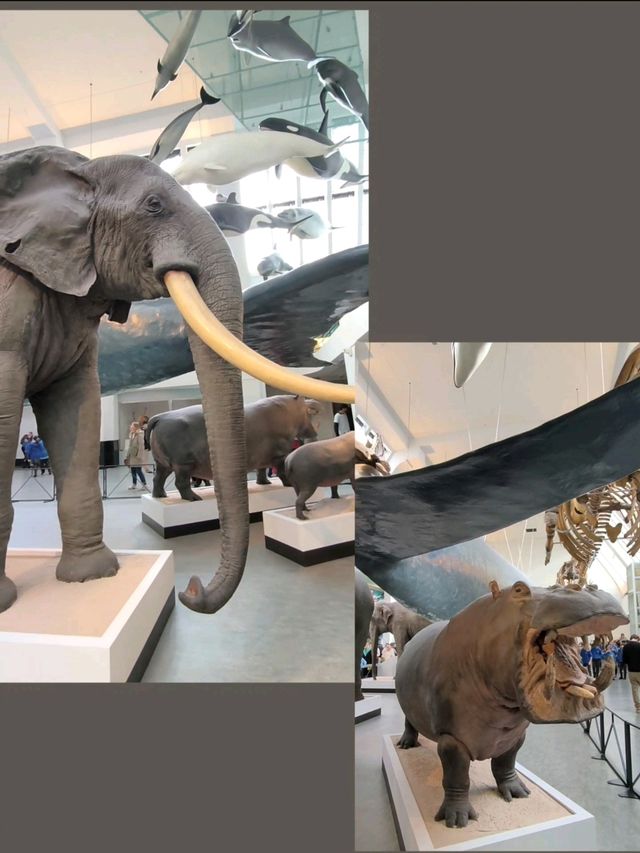 英國自然史博物館🏛人氣恐龍化石，大開眼界（Natural History Museum）