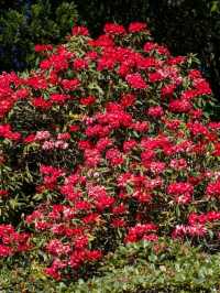 Bodnant Garden – A Living Masterpiece in the Heart of North Wales