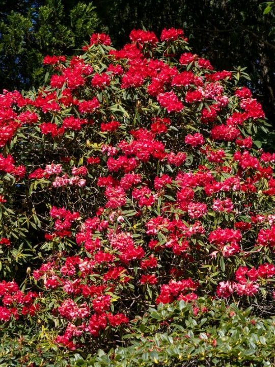 Bodnant Garden – A Living Masterpiece in the Heart of North Wales