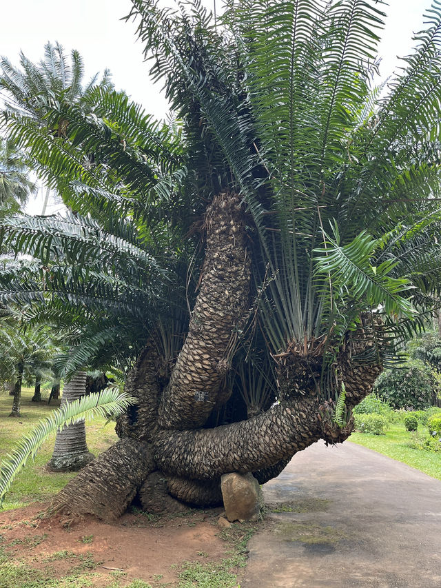 Top Places to Visit in Kandy – Sri Lanka's Cultural Capital