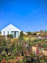 Bloom Overload at Khao Yai