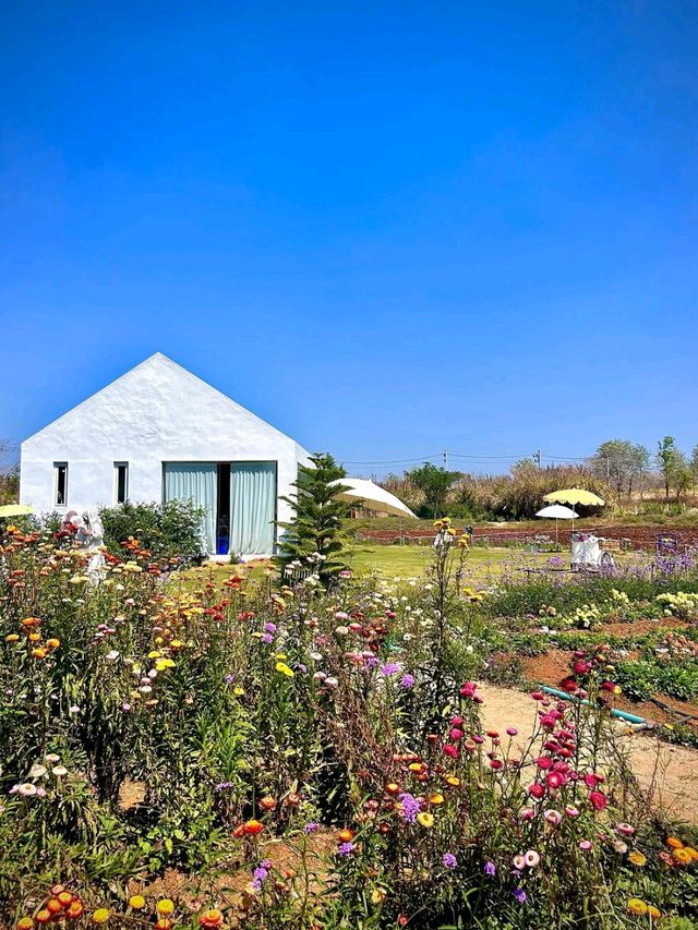 Bloom Overload at Khao Yai