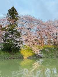 春之旅～～～～仙台賞櫻🌸