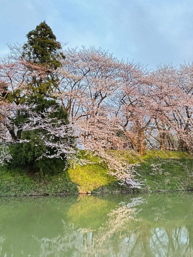 春之旅～～～～仙台賞櫻🌸
