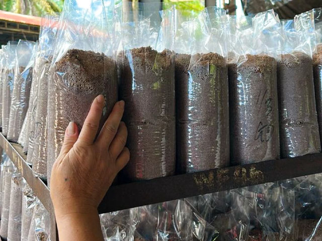 Taiping Mushroom Farm in Perak 🍄🌿