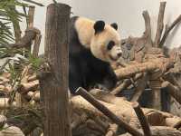 Dujiangyan Panda Valley  