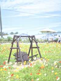 春風に揺れるポピー畑に酔いしれる🌺🌼※観光攻略情報付き