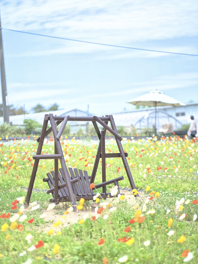 春風に揺れるポピー畑に酔いしれる🌺🌼※観光攻略情報付き