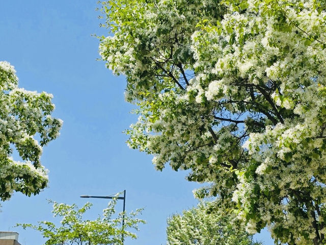 Heunginjimun Park: by the City Wall