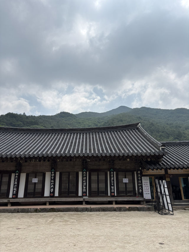 꽃구경 하기 좋은 구례 사찰 데이트🥹