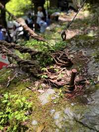 德島｜心跳加速產生戀愛錯覺的橋？ 日本三大奇橋祖谷藤蔓橋