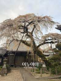 🌸 나고야 근교 1일 소도시 여행 이누야마 💛