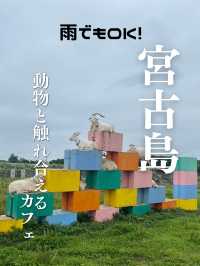 【雨の日でも行ける！宮古島穴場スポットで動物と触れ合い体験】  