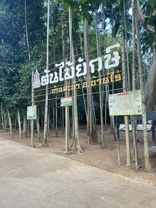 🌳 ต้นไม้ยักษ์ บ้านไร่ อุทัยธานี