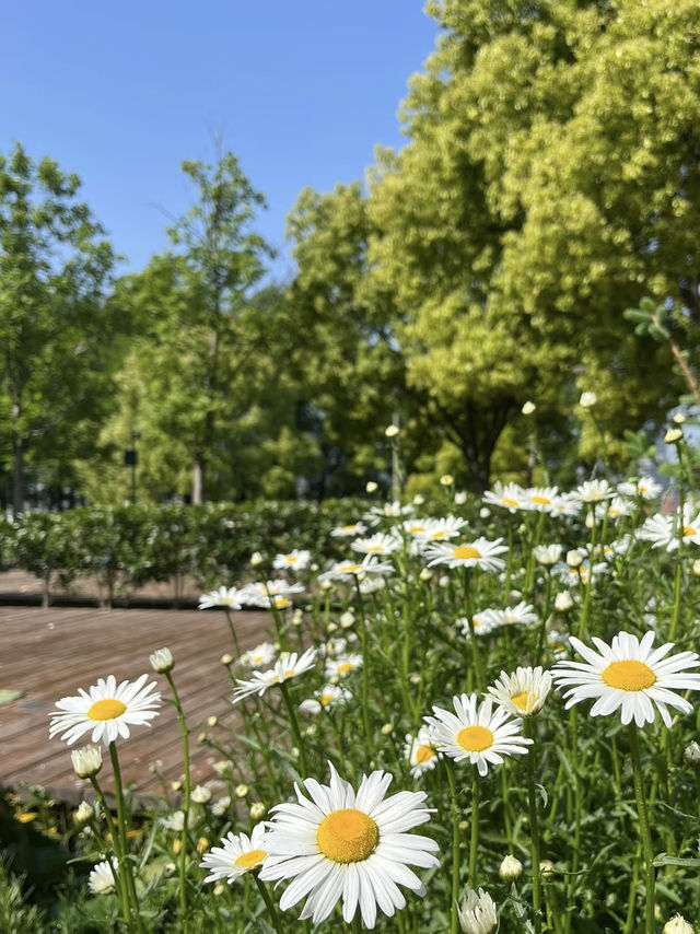 A Wetland Oasis by the River – Houtan Park, Shanghai