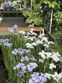 花に癒される！季節の花畑͛💠有名な観光地は？