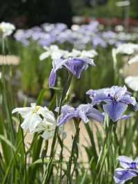 花に癒される！季節の花畑͛💠有名な観光地は？