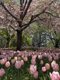 🌿長野・アルプス公園（松本市）｜家族で楽しめる広大な自然と遊びのスポット 