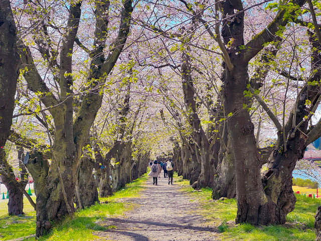 แม่น้ำฮิโนะคิไน (Hinokinai River / 檜木内川) 
