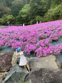 芝桜の花のじゅうたん❤️
