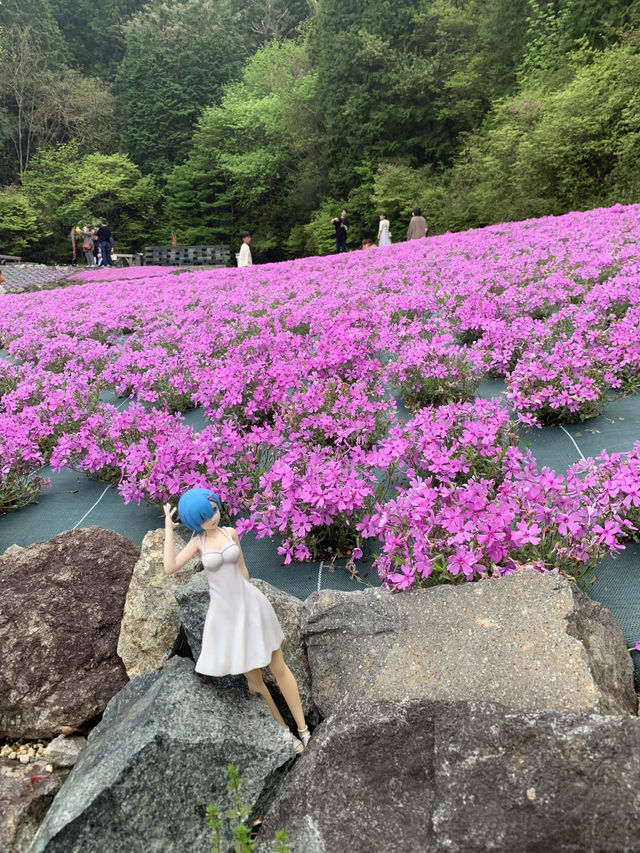 芝桜の花のじゅうたん❤️