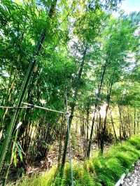 The secret waterfall inside Bamboo grove