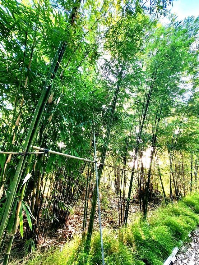 The secret waterfall inside Bamboo grove