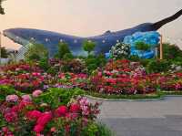As dawn comes by, the hydrangeas blossomed in full glare