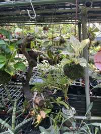 ｜台灣｜台中北屯芊香園藝-綠植生活