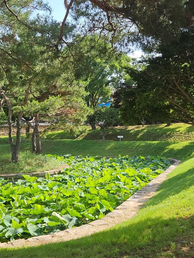 서울 근교, 연꽃 가득한 푸른 풍경을 만나보세요🌳🪷