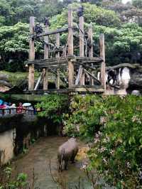 Exploring Taipei Zoo: A Journey Through Asia’s Premier Wildlife Park