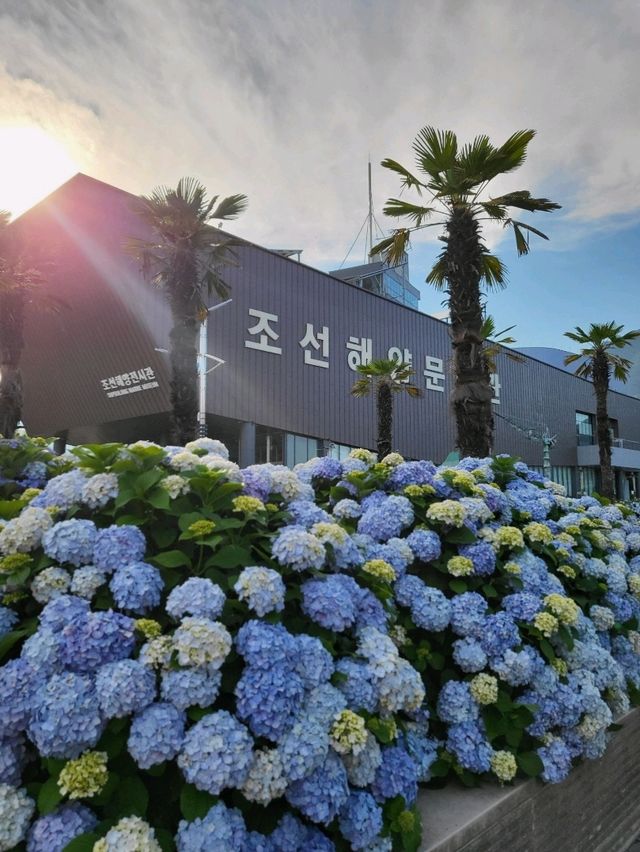 현시각 가장 아름다운 거제 수국명소