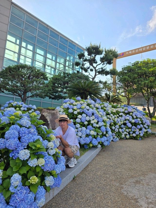 올해 거제도 수국은 여기만 봐도 대성공