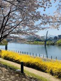 韓國 大邱 櫻花