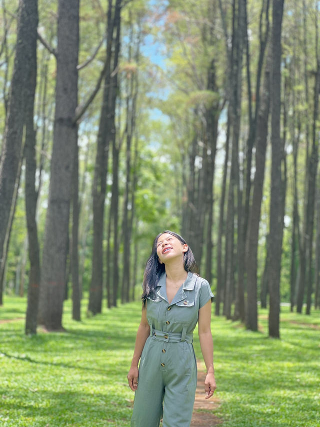 จุดที่ต้องแวะถ่ายรูปเมื่อมาเชียงใหม่  สวนสนแม่แตง