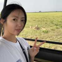 인생에 한번쯤은 세렝게티 여행🦁