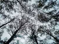 สวนสนแม่แตง : เชียงใหม่