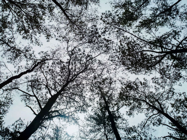 สวนสนแม่แตง : เชียงใหม่