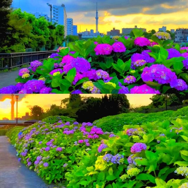 隅田公園 