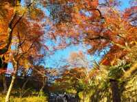 四季巡禮清水寺：京都名剎之美與儀式之心