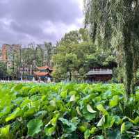 🌿 A Peaceful Escape in Kunming: Green Lake Park (翠湖) 🌿